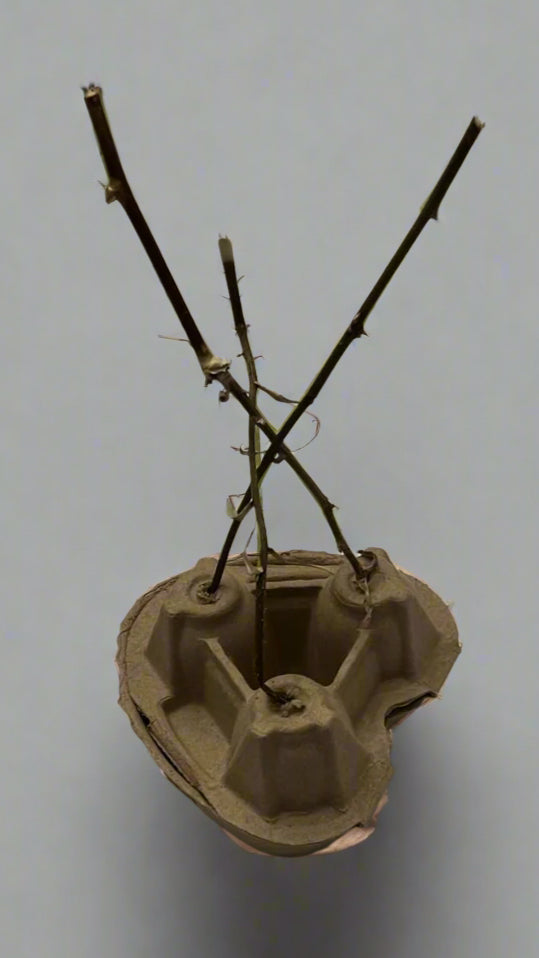 long stem