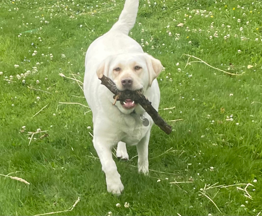 Natural Rosewood Dog Stick