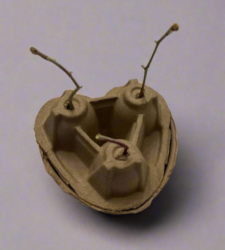 medium stem